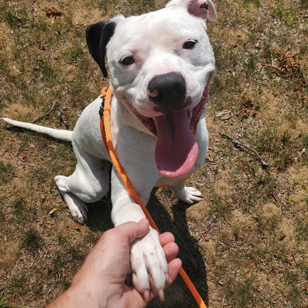 Enlarge Yogi, a Adoptable American Staffordshire Terrier in Grand Rapids, MI image 4/5