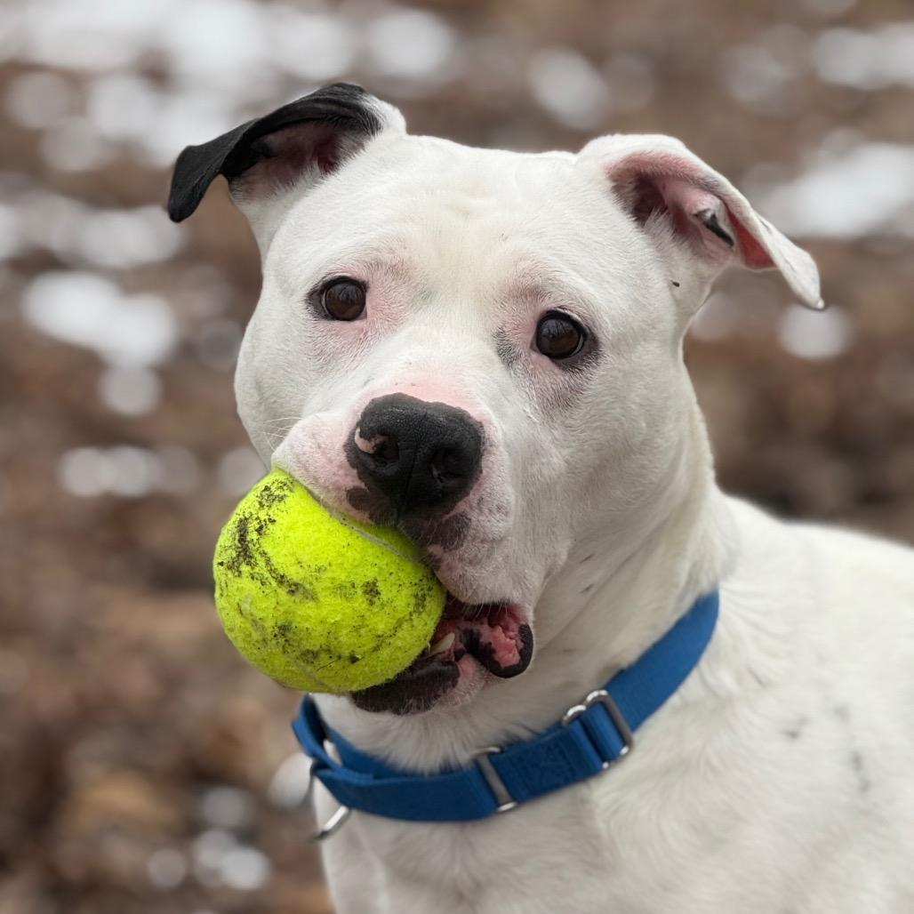Enlarge Yogi, a Adoptable American Staffordshire Terrier in Grand Rapids, MI image 5/5