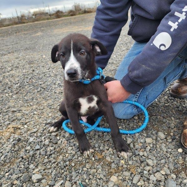 Enlarge Dart, an adopted mixed breed in Olympia, WA image 1/6