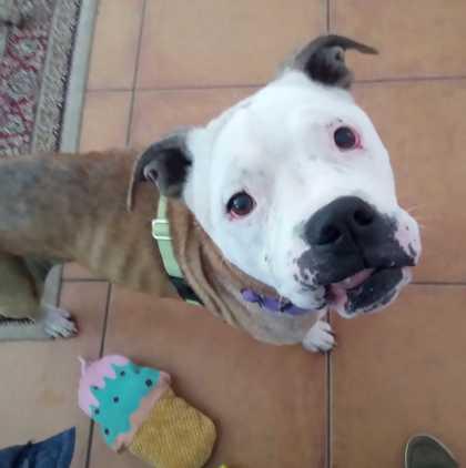 Enlarge REGGIE, a Adoptable Mixed Breed in Fernandina Beach, FL image 2/4