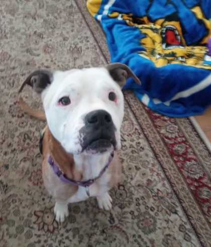 Enlarge REGGIE, a Adoptable Mixed Breed in Fernandina Beach, FL image 3/4