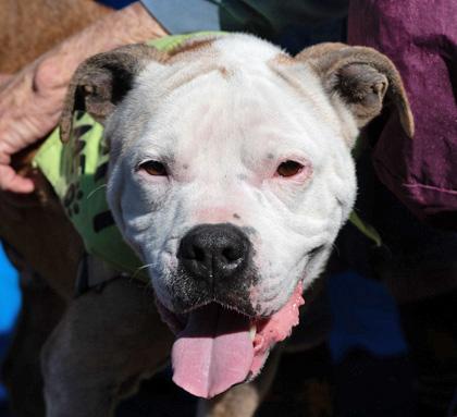 Enlarge REGGIE, a Adoptable Mixed Breed in Fernandina Beach, FL image 1/4