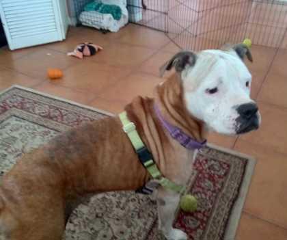 Enlarge REGGIE, a Adoptable Mixed Breed in Fernandina Beach, FL image 4/4