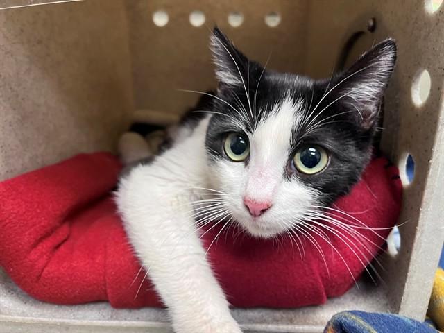 Enlarge ALLIE, a Adoptable Domestic Short Hair in Moreno Valley, CA image 1/1