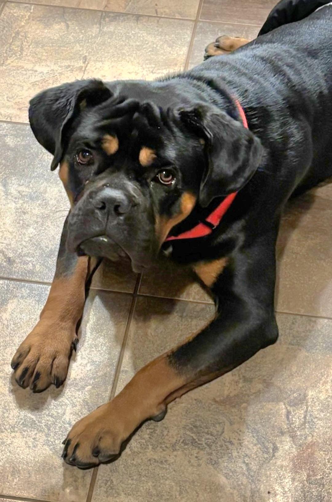 Enlarge Moby, a Adopted mixed breed in merrillville, IN image 1/2