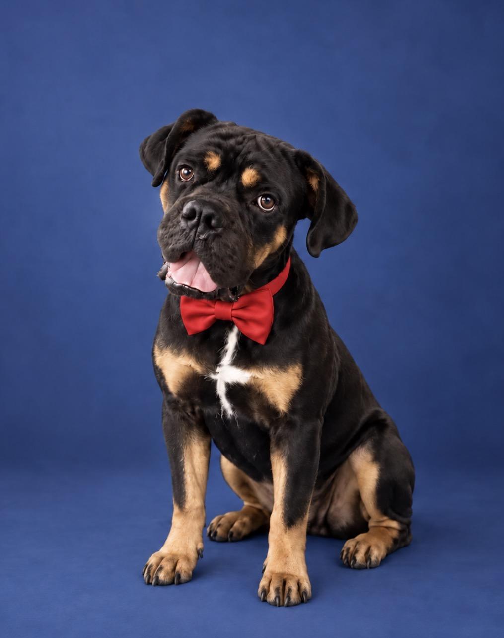 Enlarge Moby, a Adopted mixed breed in merrillville, IN image 2/2