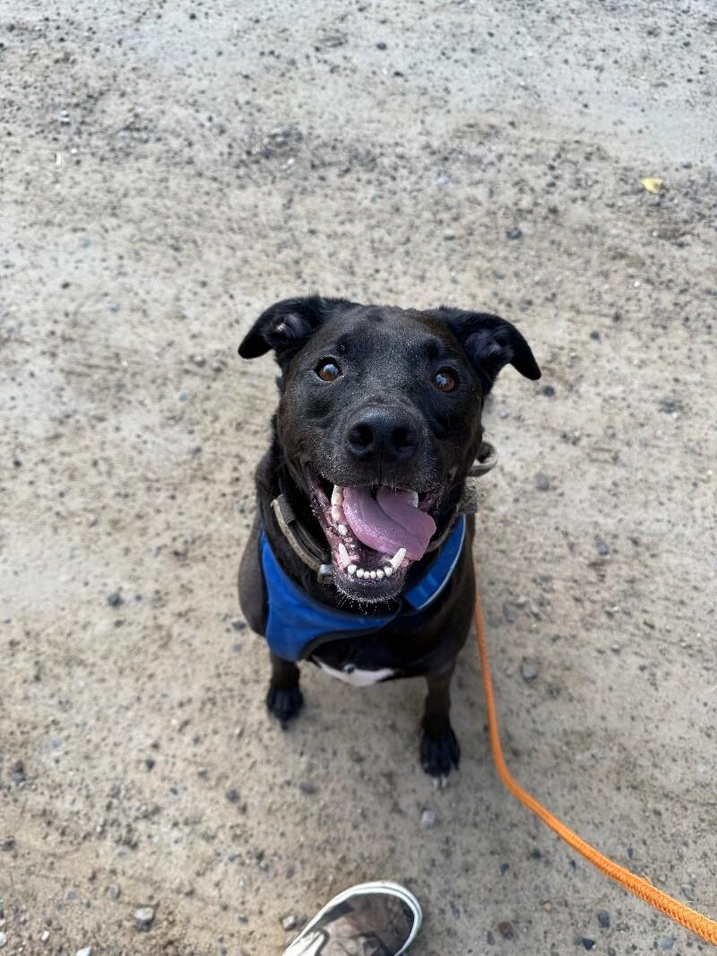 Enlarge Onyx, a Adoptable Mixed Breed in Osseo, MI image 1/2