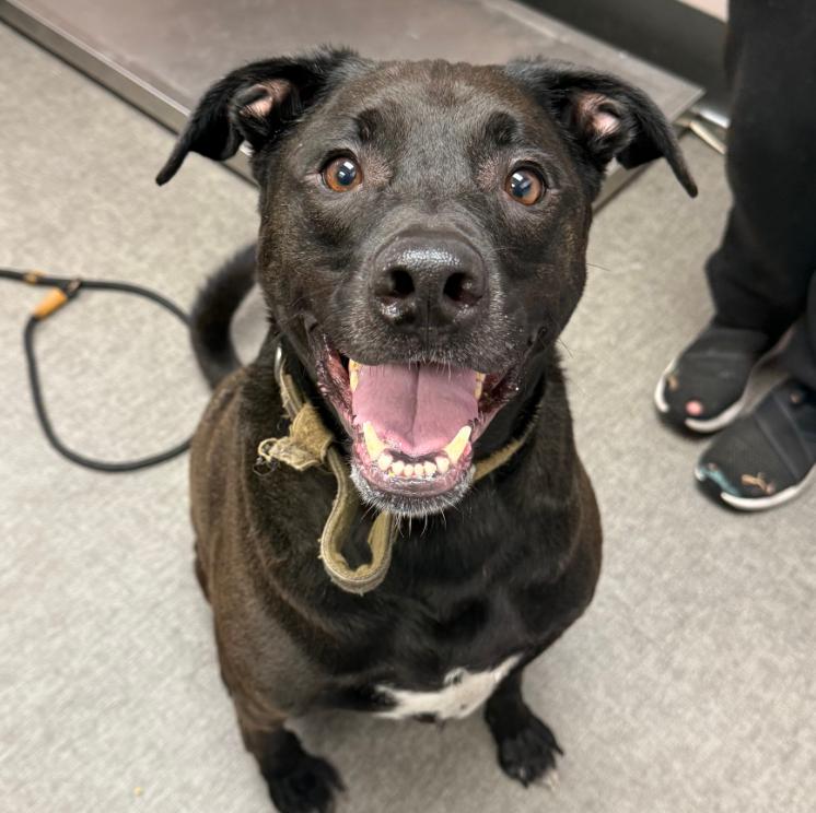 Enlarge Onyx, a Adoptable Mixed Breed in Osseo, MI image 2/2