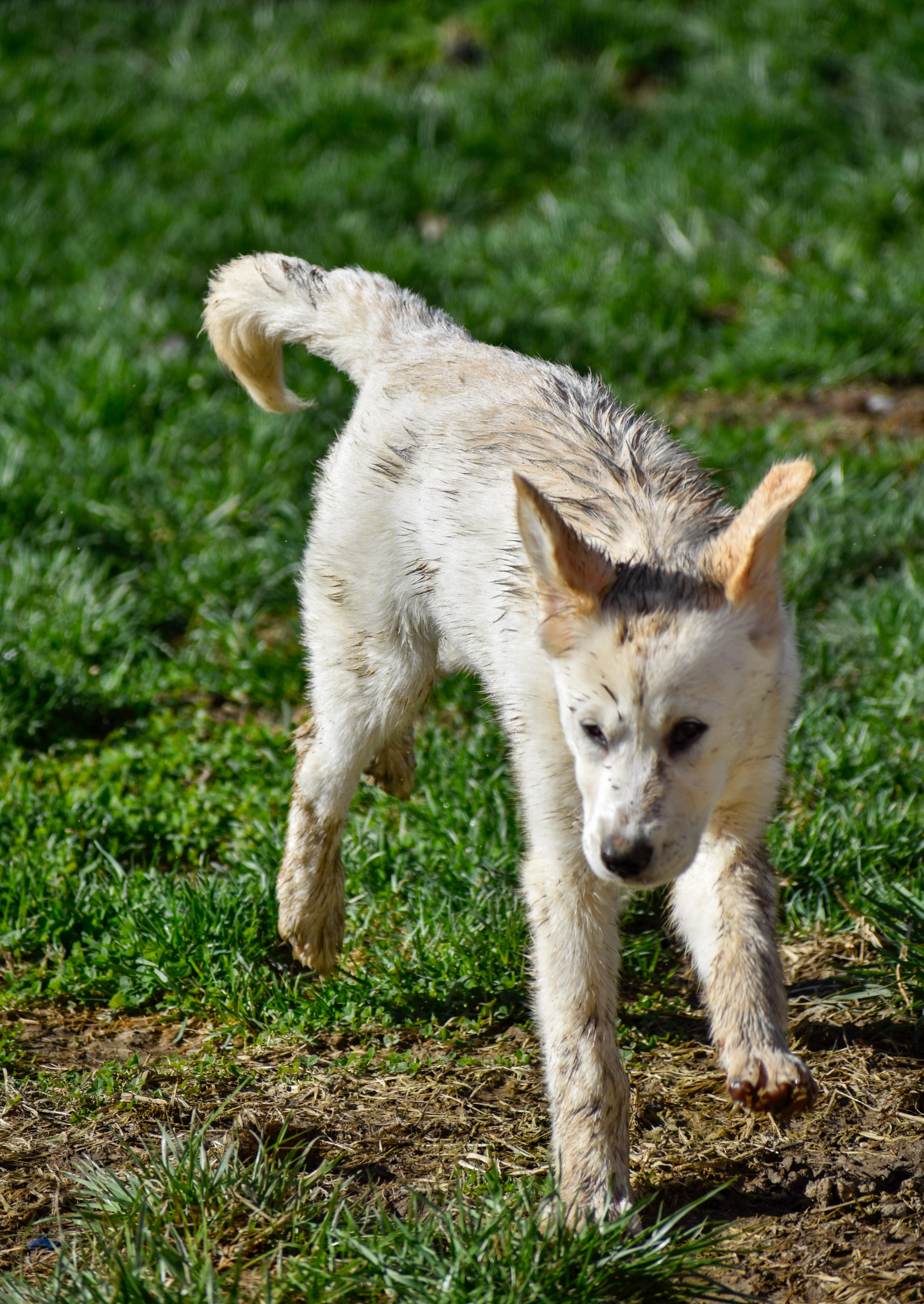 Enlarge Almond, a ADOPTABLE Mixed Breed in Indianapolis, IN image 3/6