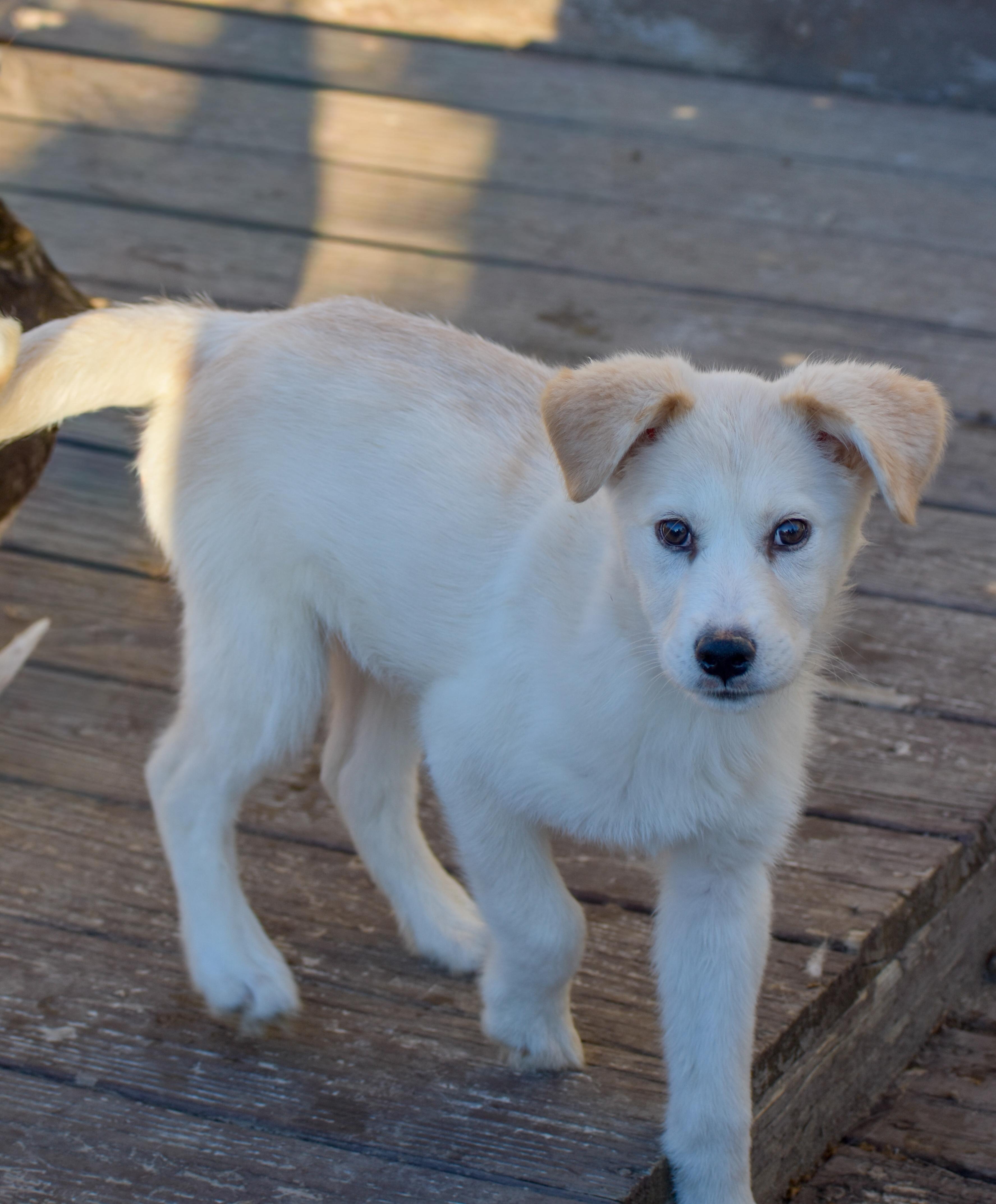 Enlarge Almond, a ADOPTABLE Mixed Breed in Indianapolis, IN image 5/6