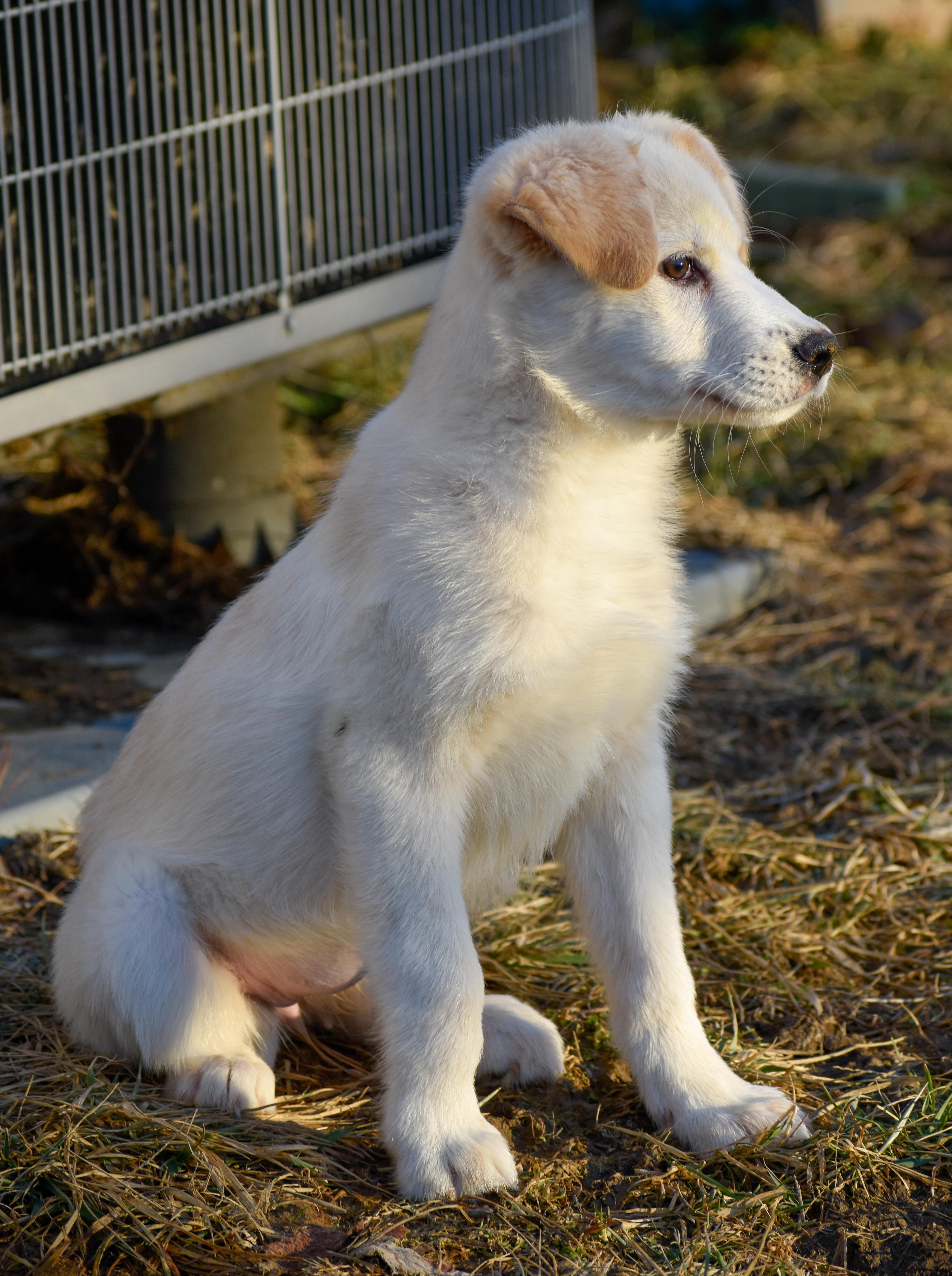 Enlarge Almond, a ADOPTABLE Mixed Breed in Indianapolis, IN image 2/6