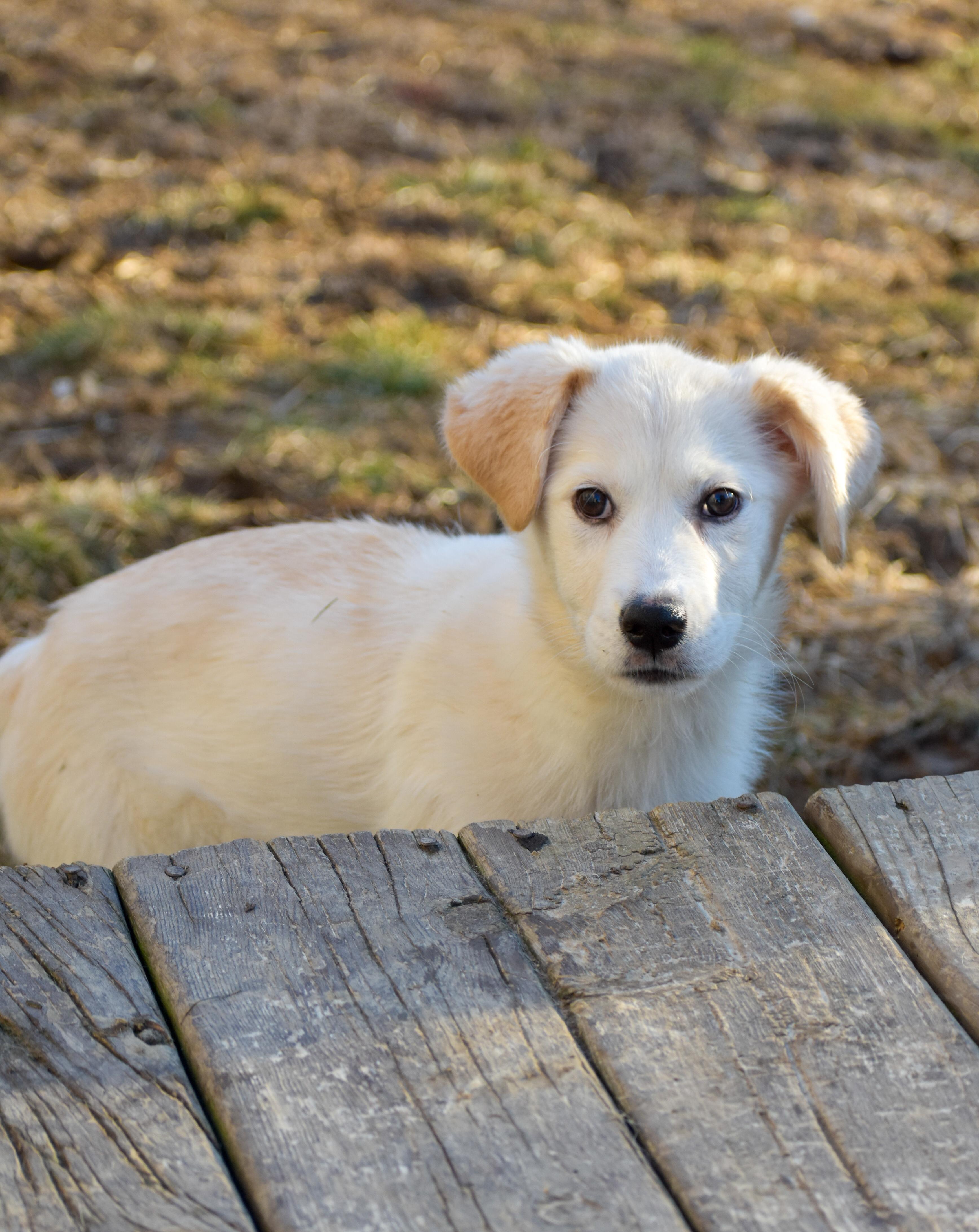 Enlarge Almond, a ADOPTABLE Mixed Breed in Indianapolis, IN image 4/6