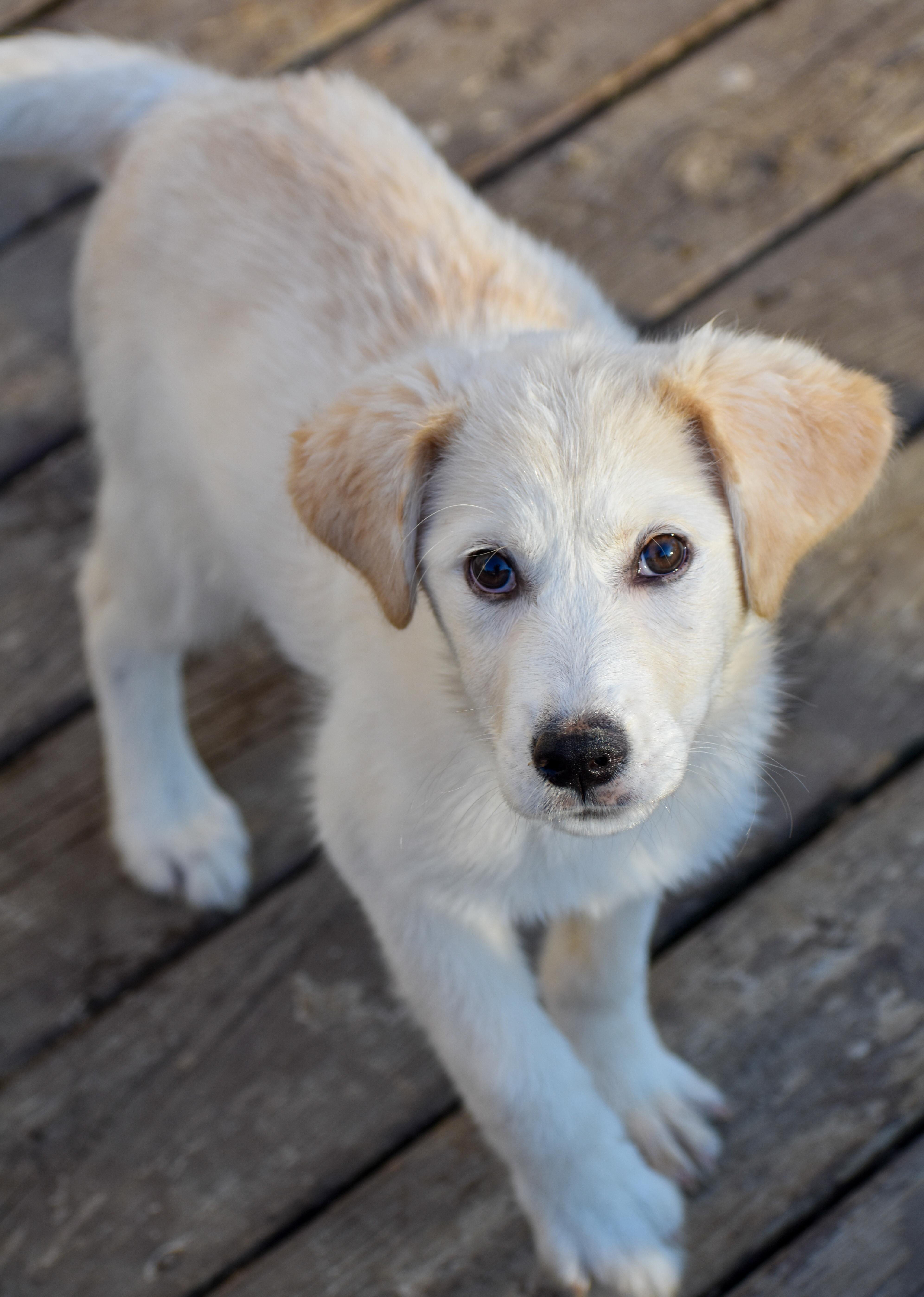 Enlarge Almond, a ADOPTABLE Mixed Breed in Indianapolis, IN image 6/6