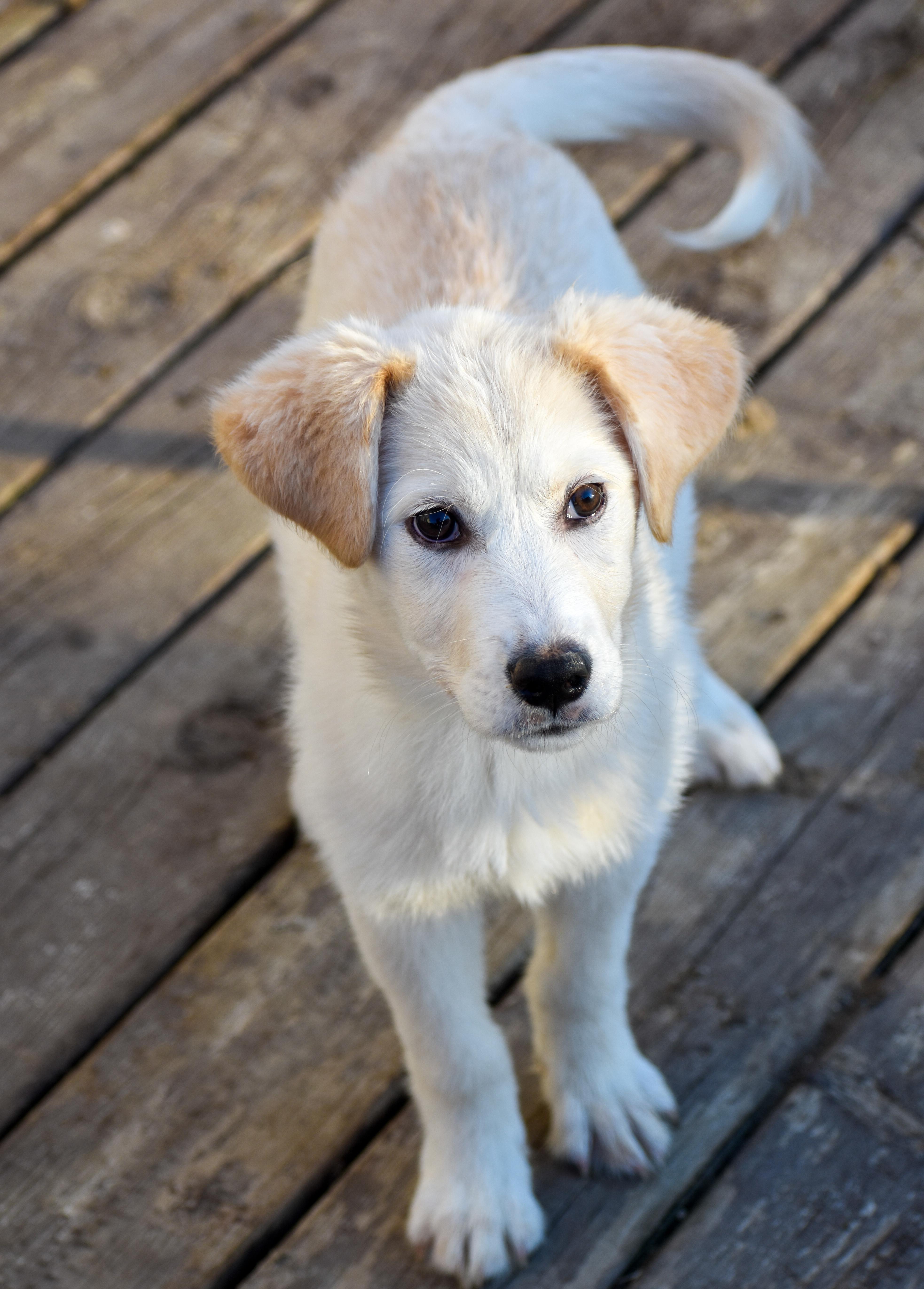 Enlarge Almond, a ADOPTABLE Mixed Breed in Indianapolis, IN image 3/6
