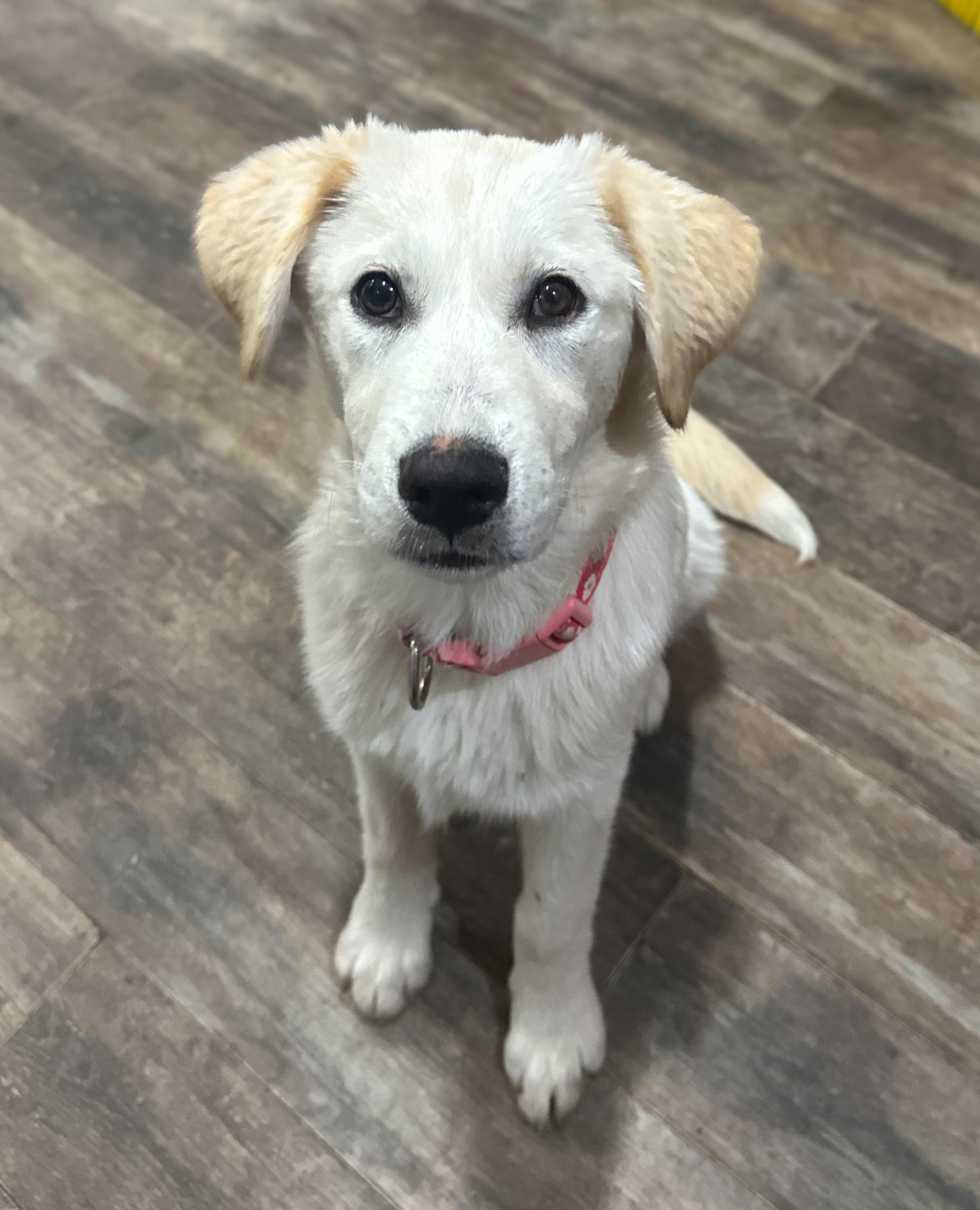 Enlarge Almond, a ADOPTABLE Mixed Breed in Indianapolis, IN image 1/4