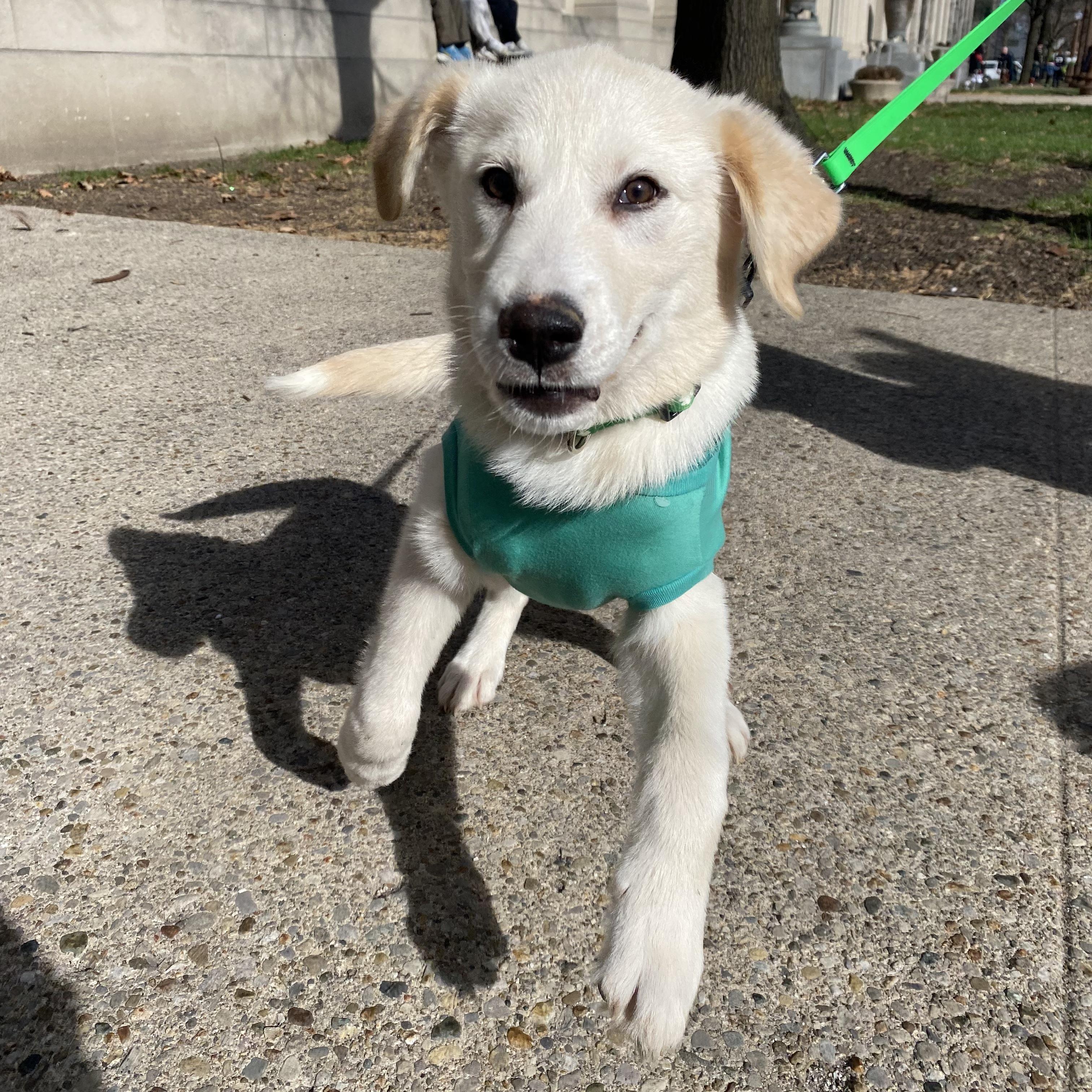 Almond, ADOPTABLE, Puppy Female Mixed Breed.