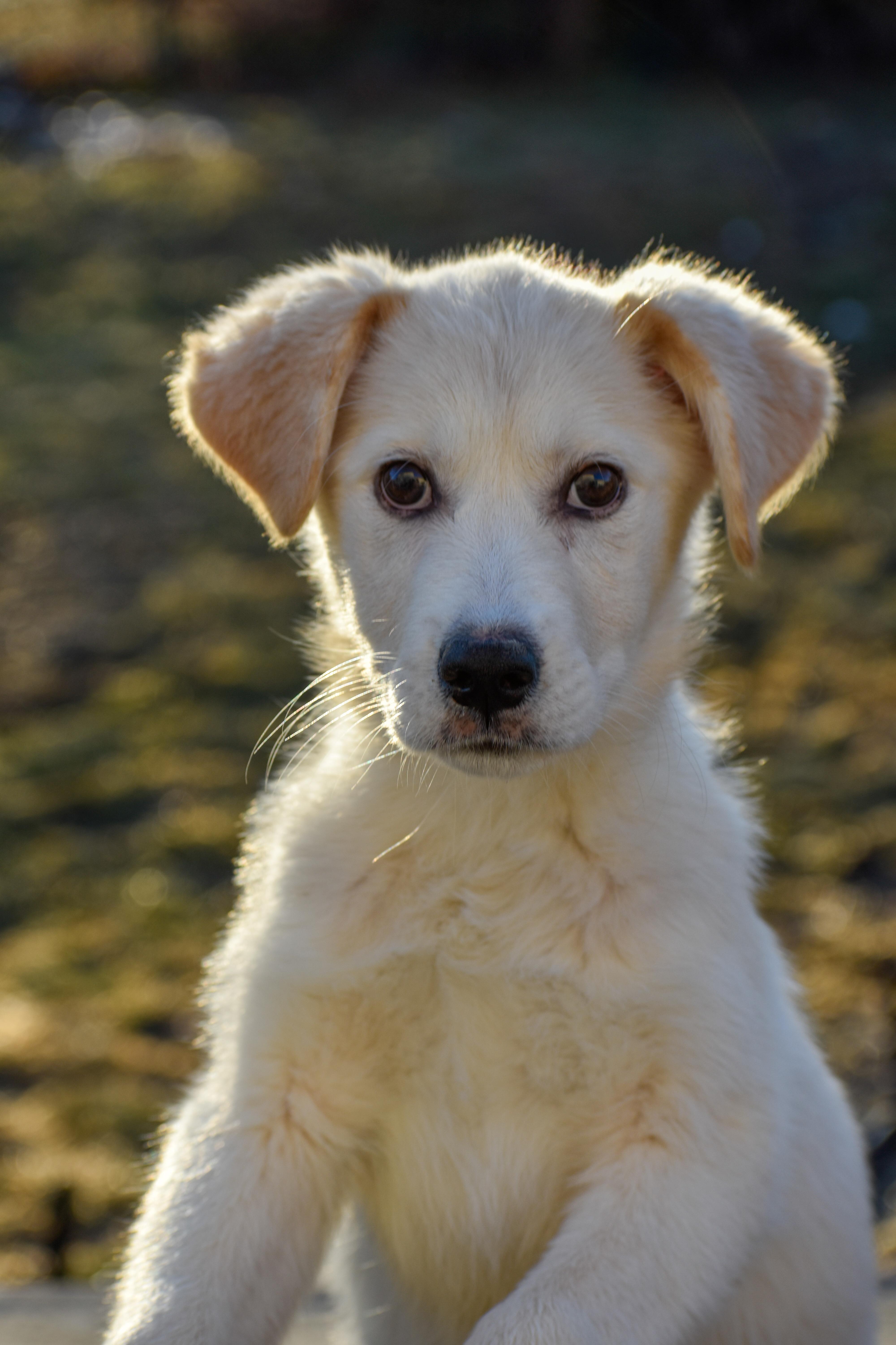 Enlarge Almond, a ADOPTABLE Mixed Breed in Indianapolis, IN image 1/6