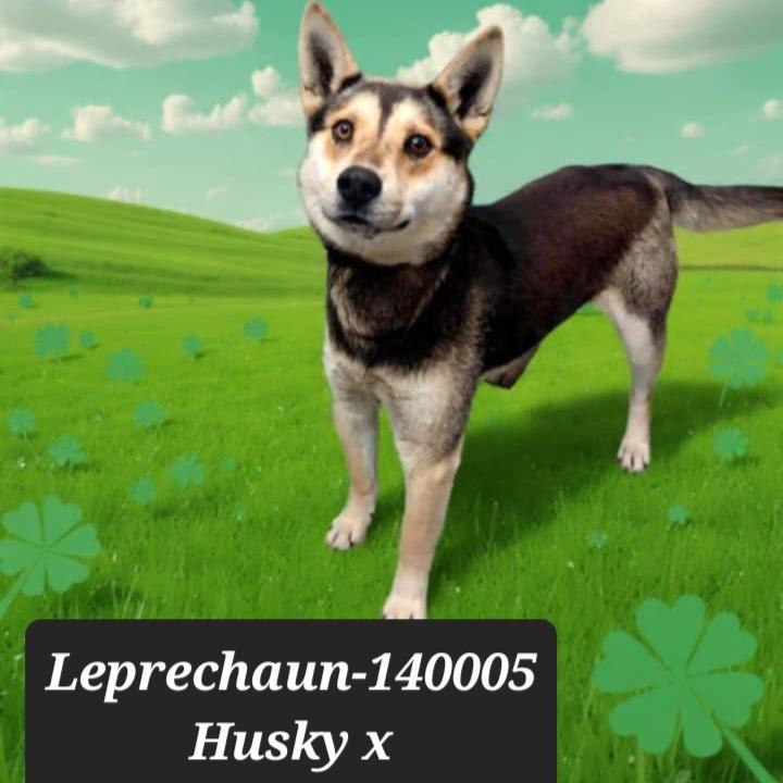 Leprechaun, Adoptable, Young Male Husky.