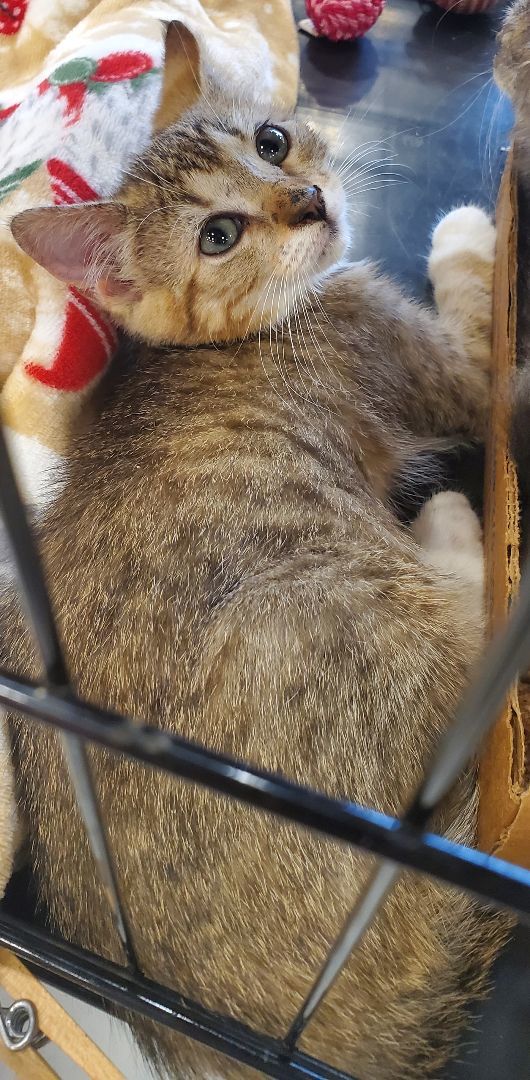 Suki, Adopted, Kitten Female Domestic Short Hair.