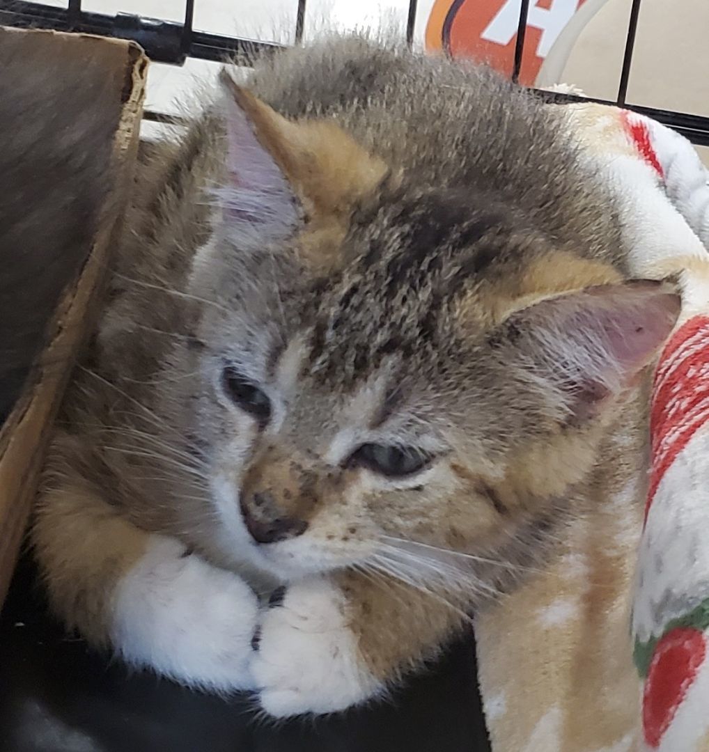 Suki, a Adopted Domestic Short Hair in Smyrna, DE image 2/5