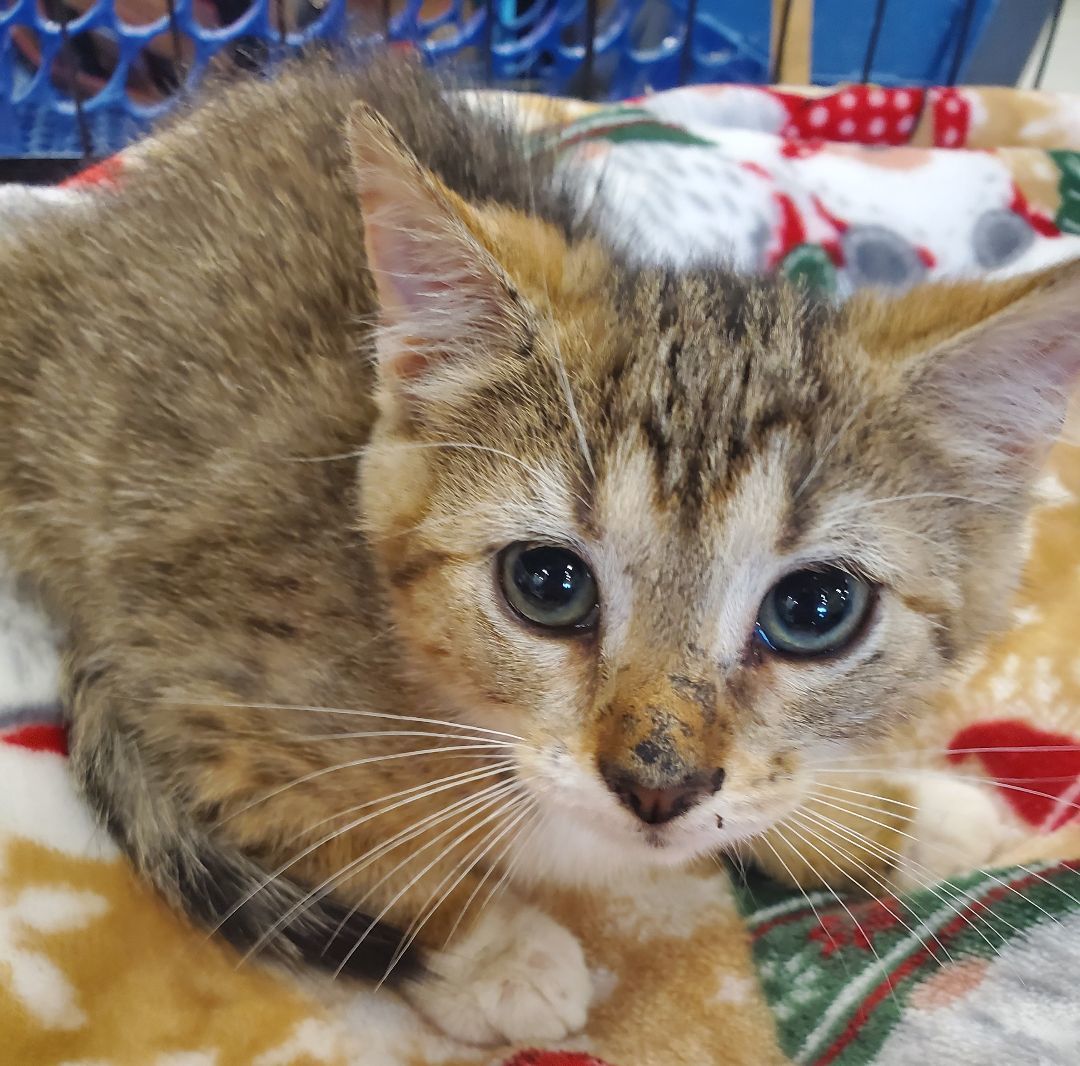 Suki, a Adopted Domestic Short Hair in Smyrna, DE image 3/5