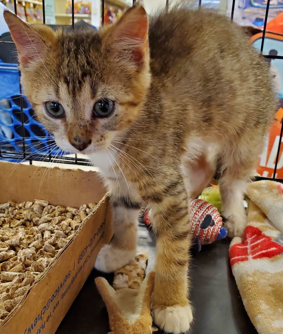 Suki, a Adopted Domestic Short Hair in Smyrna, DE image 5/5