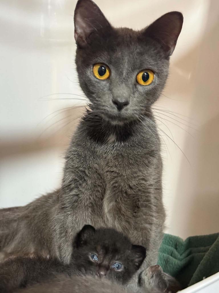 Enlarge Pepper, a Adoptable Domestic Short Hair in Gorham, ME image 1/1