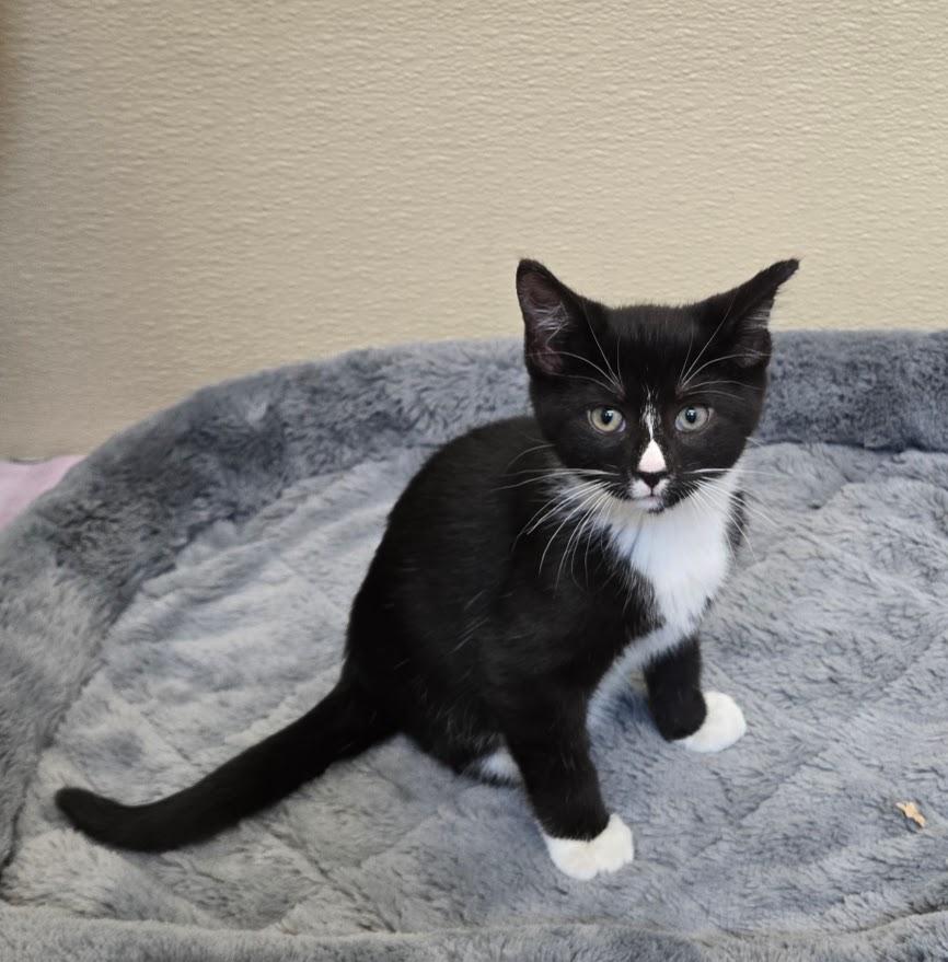 Tofu, ADOPTABLE, Kitten Male Tuxedo.