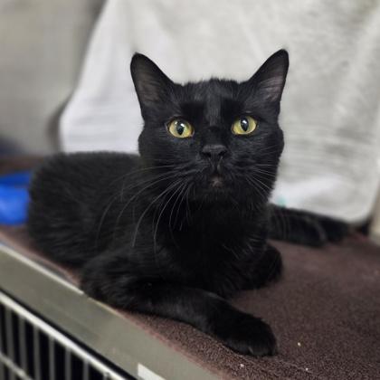 Onyx, Adoptable, Adult Male Domestic Short Hair & Domestic Short Hair.