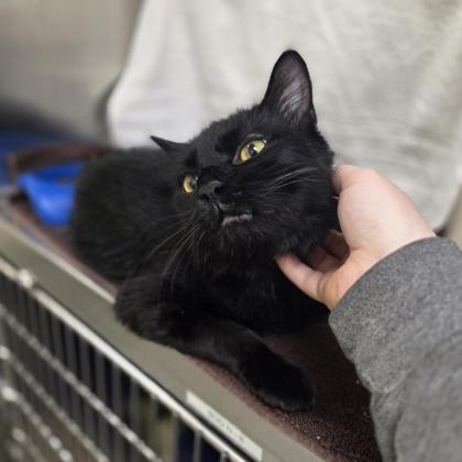 Enlarge Onyx, a Adoptable mixed breed in Novi, MI image 2/3