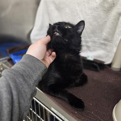 Enlarge Onyx, a Adoptable mixed breed in Novi, MI image 3/3