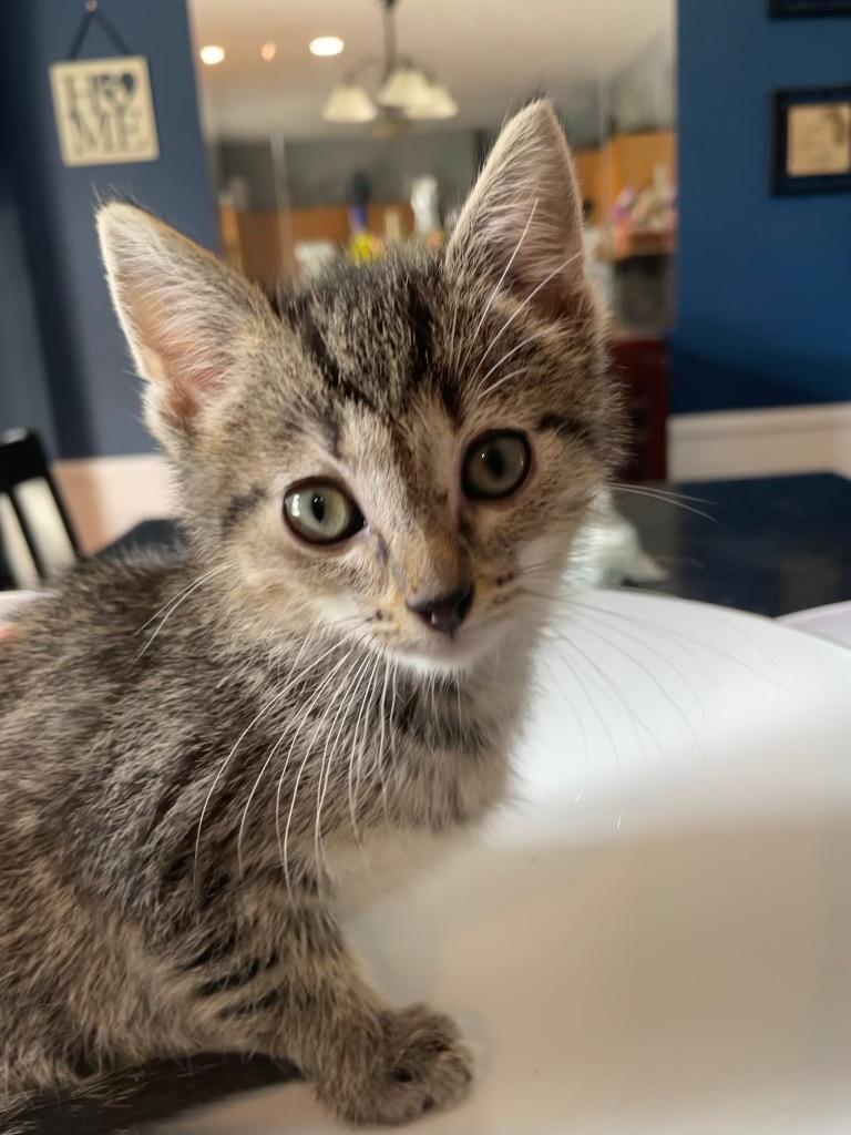 Muddle, Adoptable, Kitten Male Domestic Short Hair.