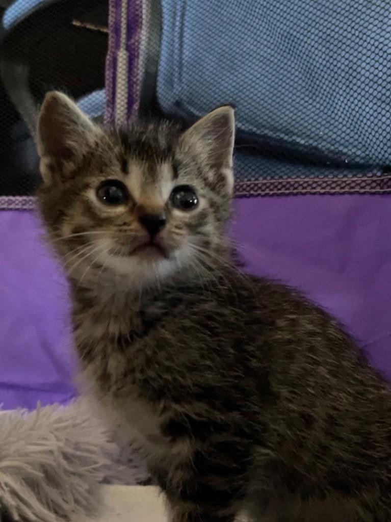 Enlarge Muddle, a Adoptable mixed breed in Newaygo, MI image 2/2