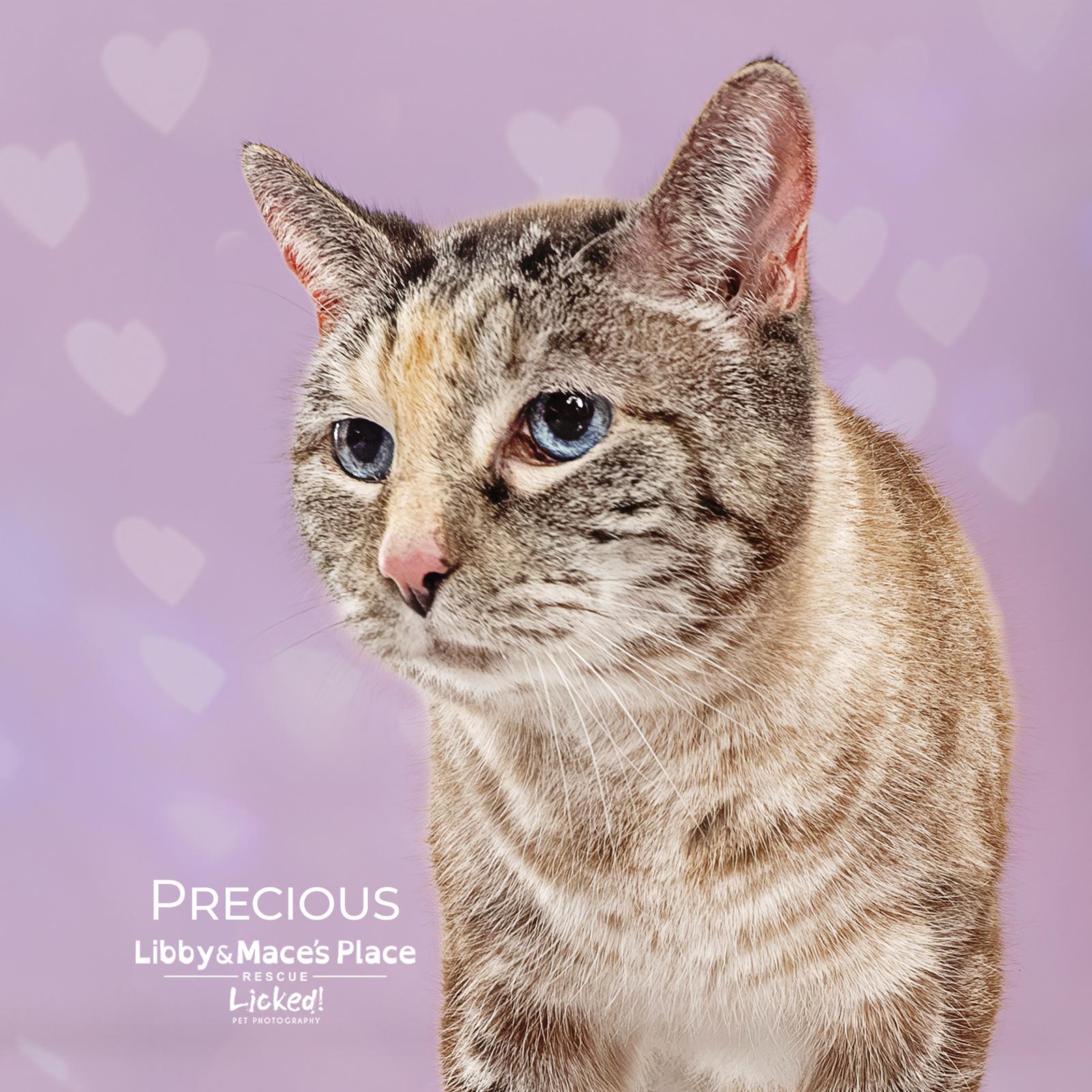 Precious, Adoptable, Senior Female Domestic Short Hair.