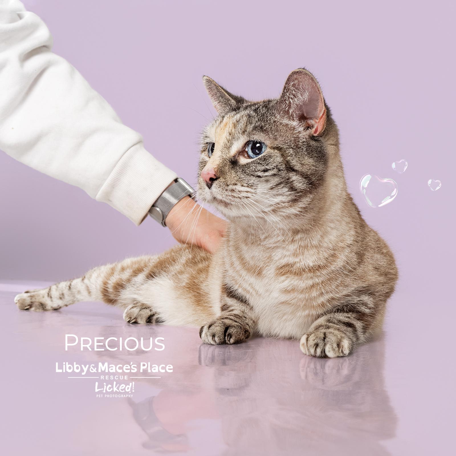 Precious, a Adoptable Domestic Short Hair in Mount Pleasant, SC image 2/3