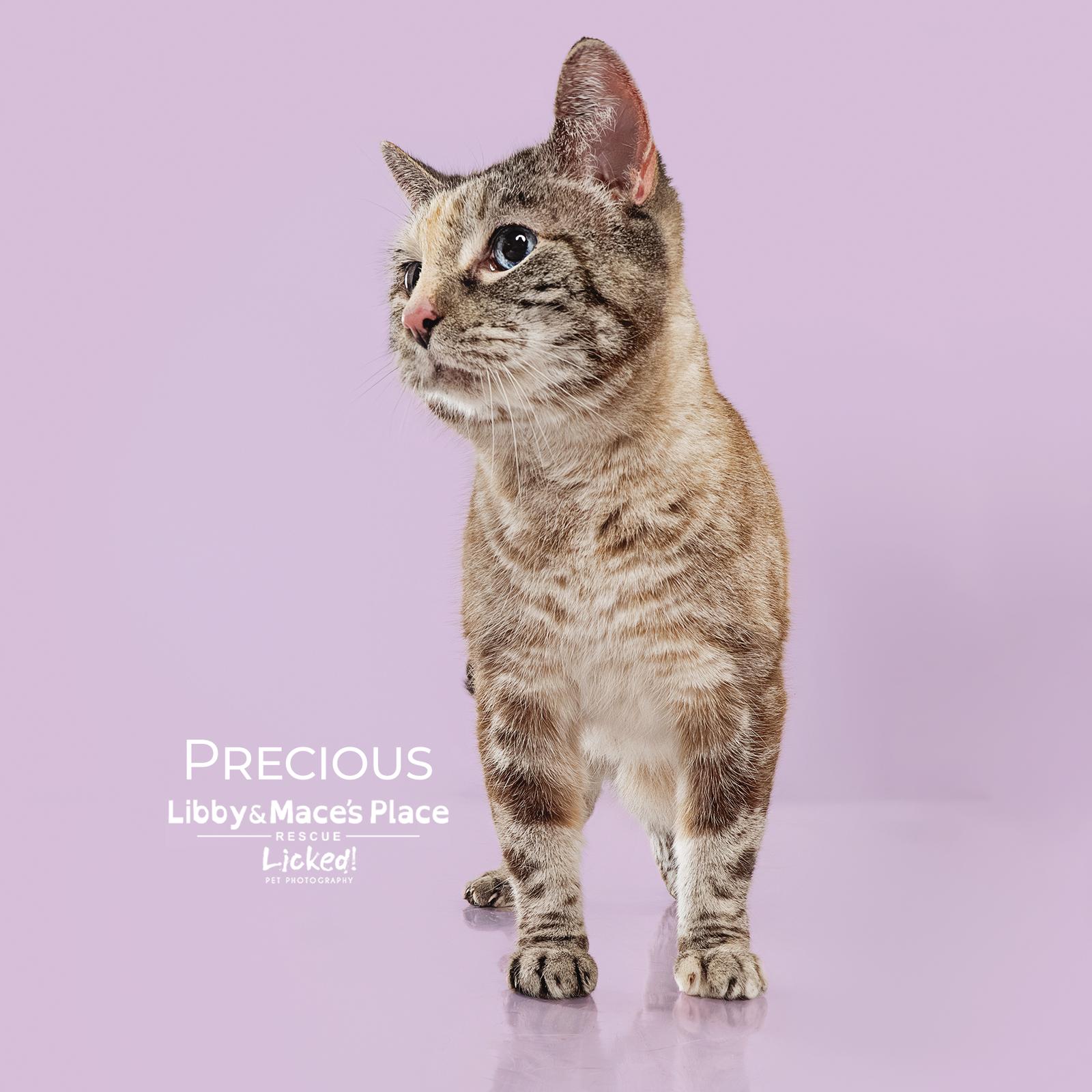 Precious, a Adoptable Domestic Short Hair in Mount Pleasant, SC image 3/3