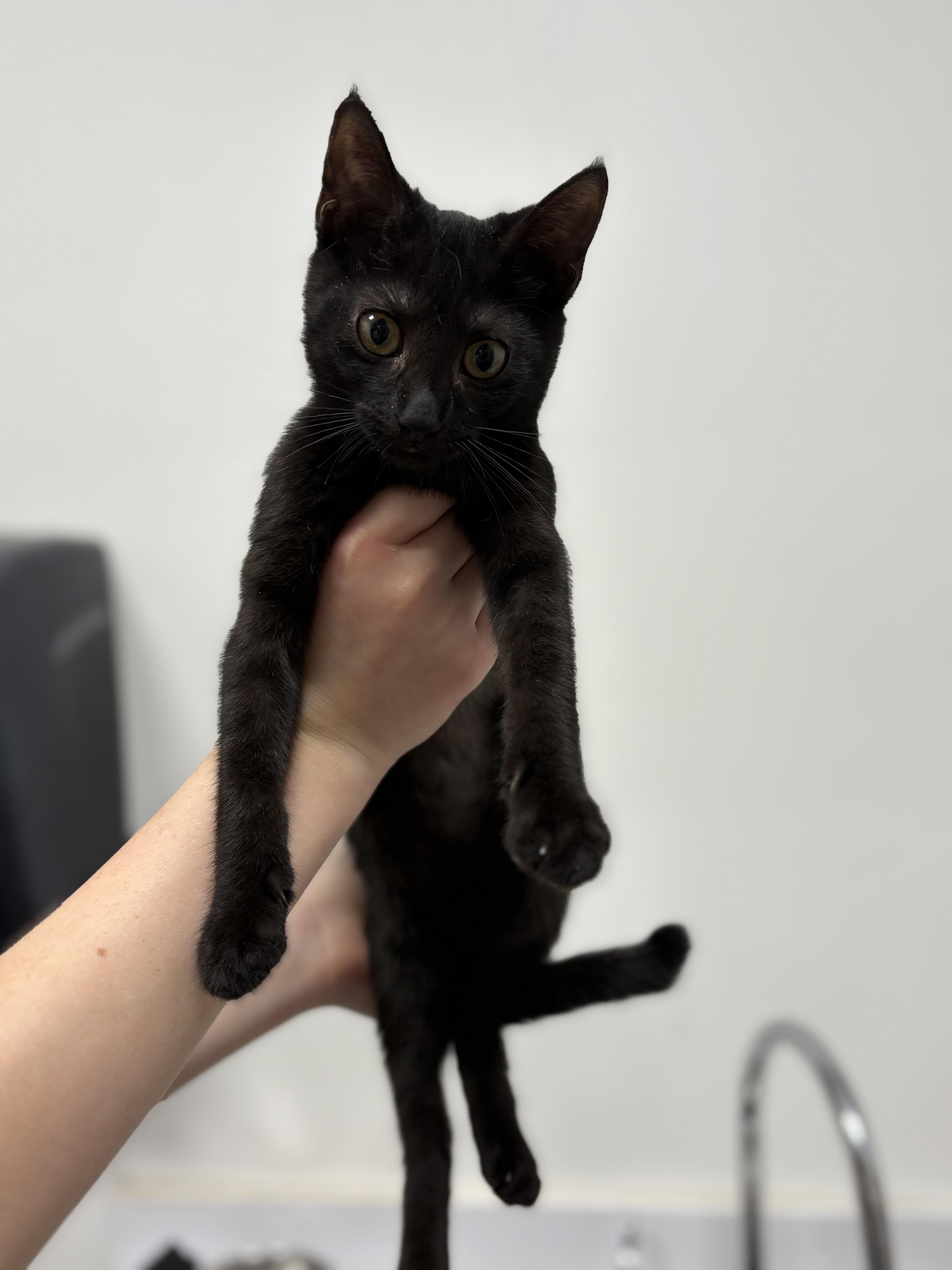 Enlarge Four, a Adoptable Domestic Short Hair in Zimmerman, MN image 1/1