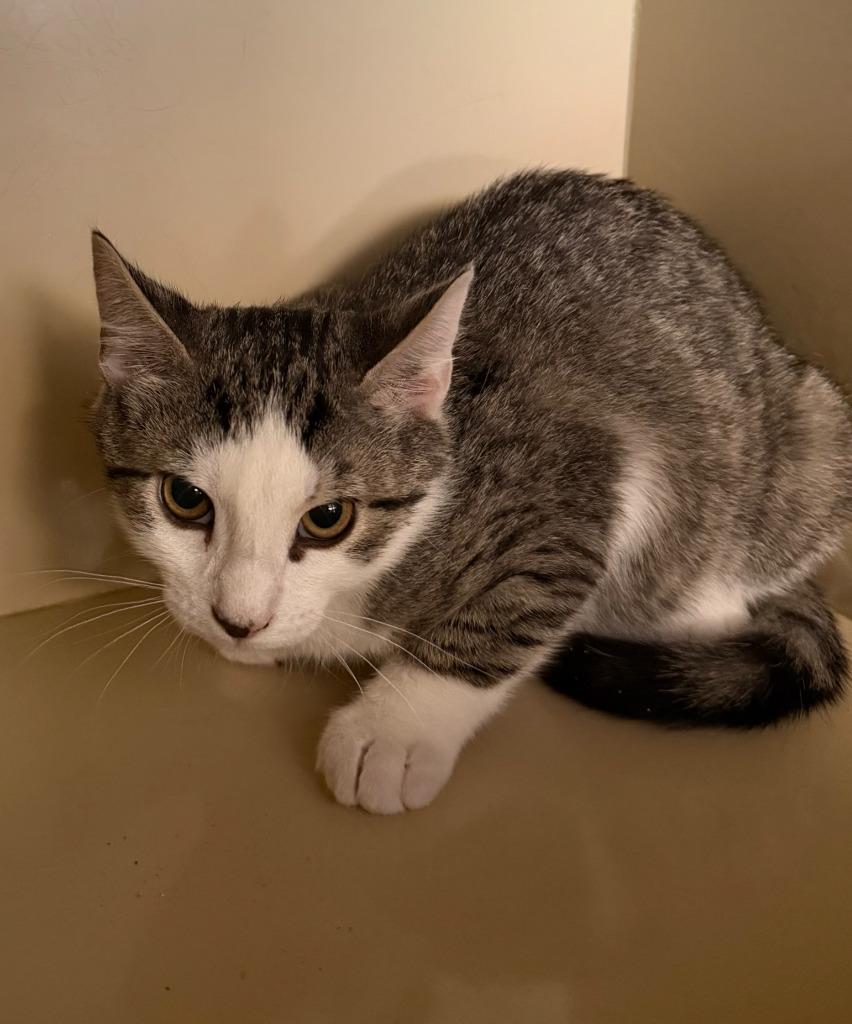 Xavier, a Adoptable mixed breed in Hyde Park, NY image 3/3