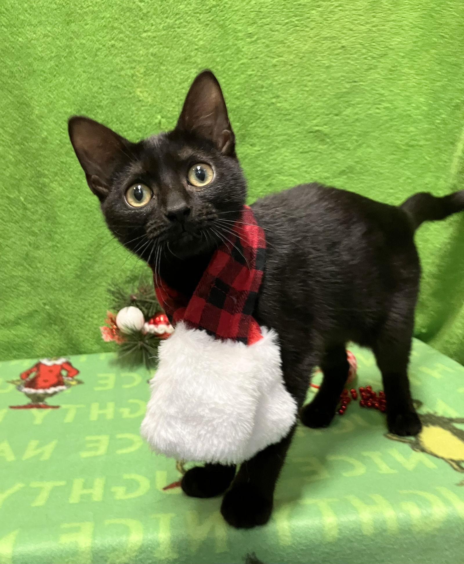 Midnight thumbnail 3