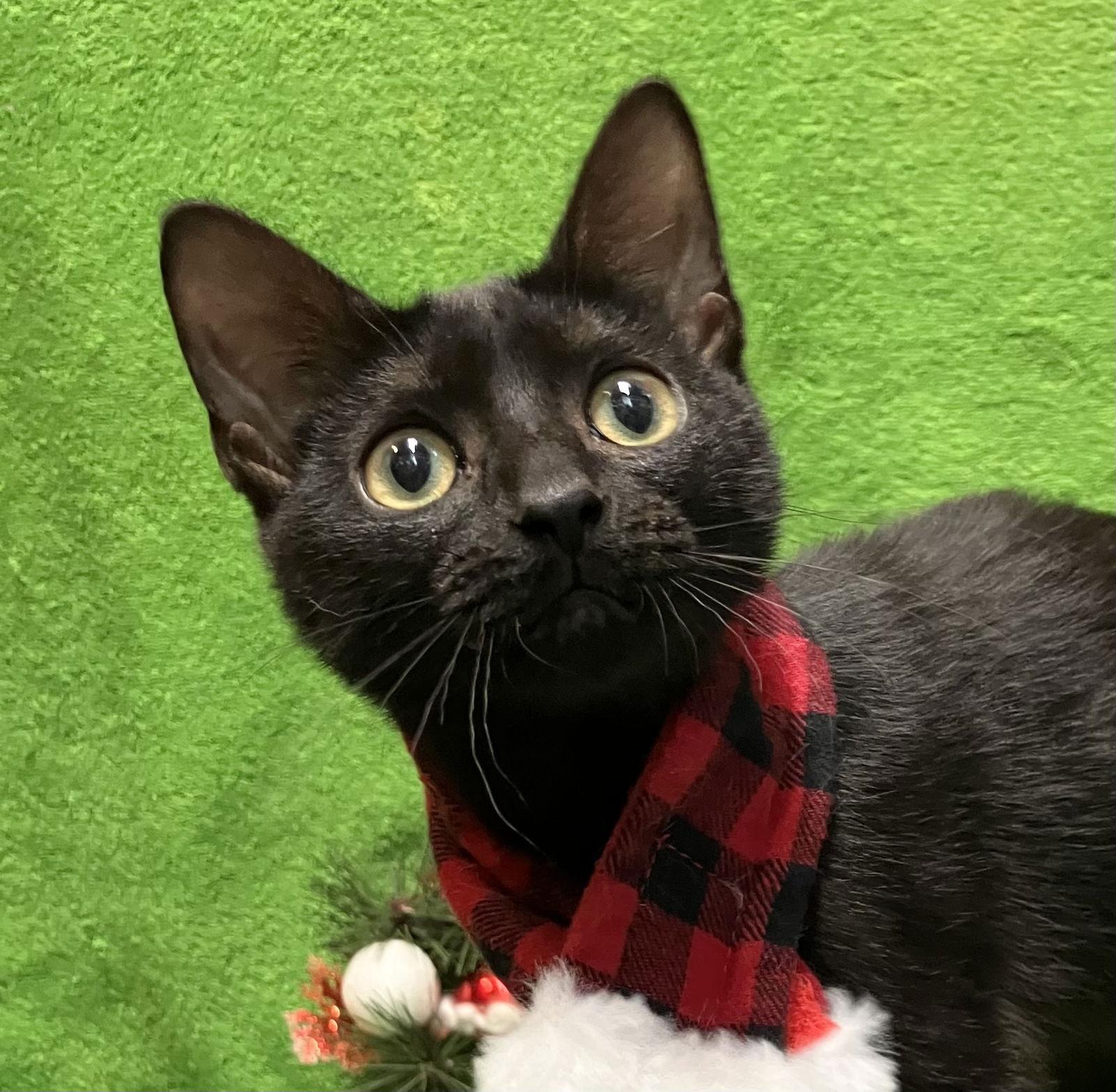 Midnight thumbnail 4