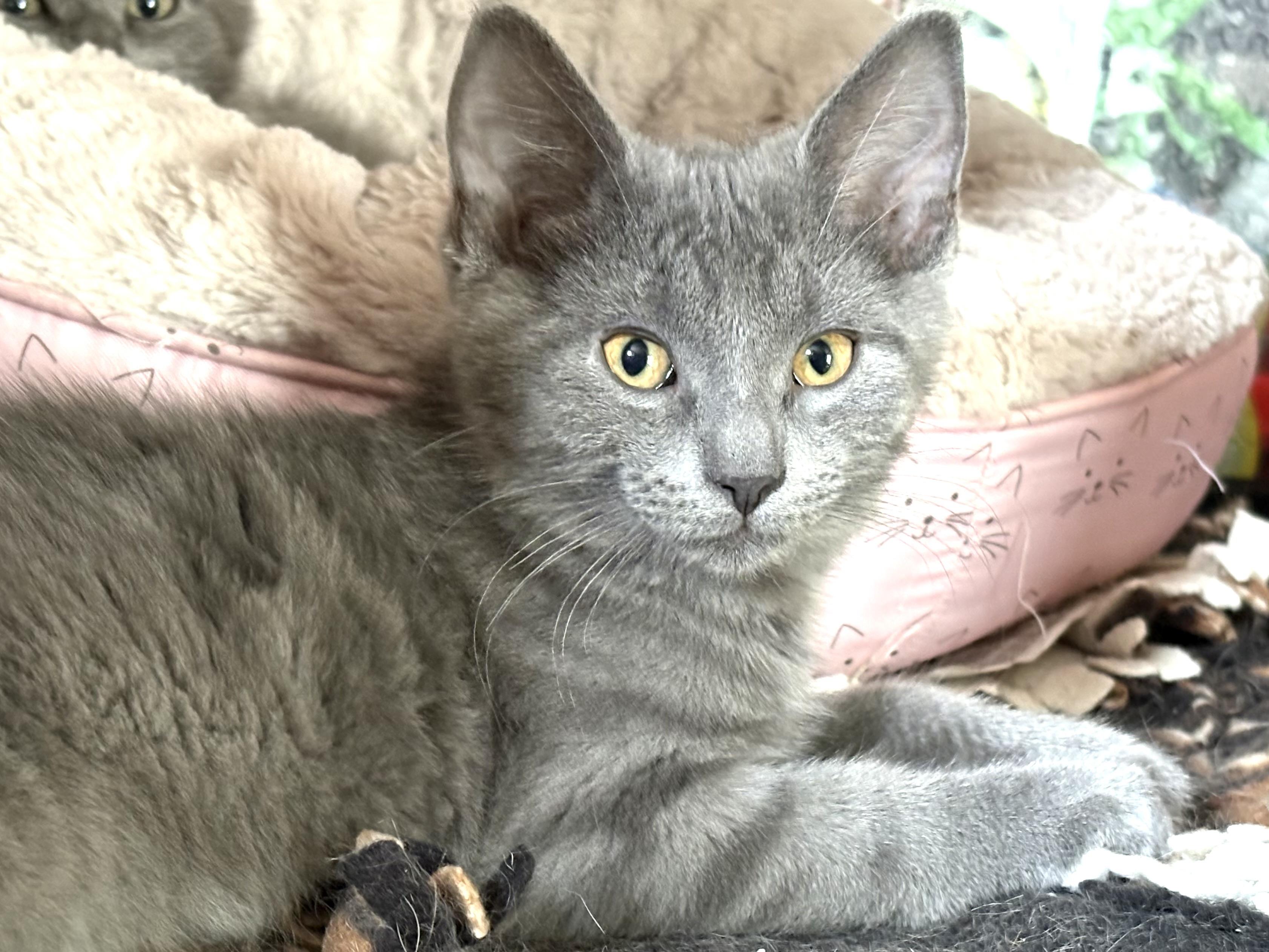 Ringo, an adoptable Domestic Short Hair in Belvidere, IL image 2/4