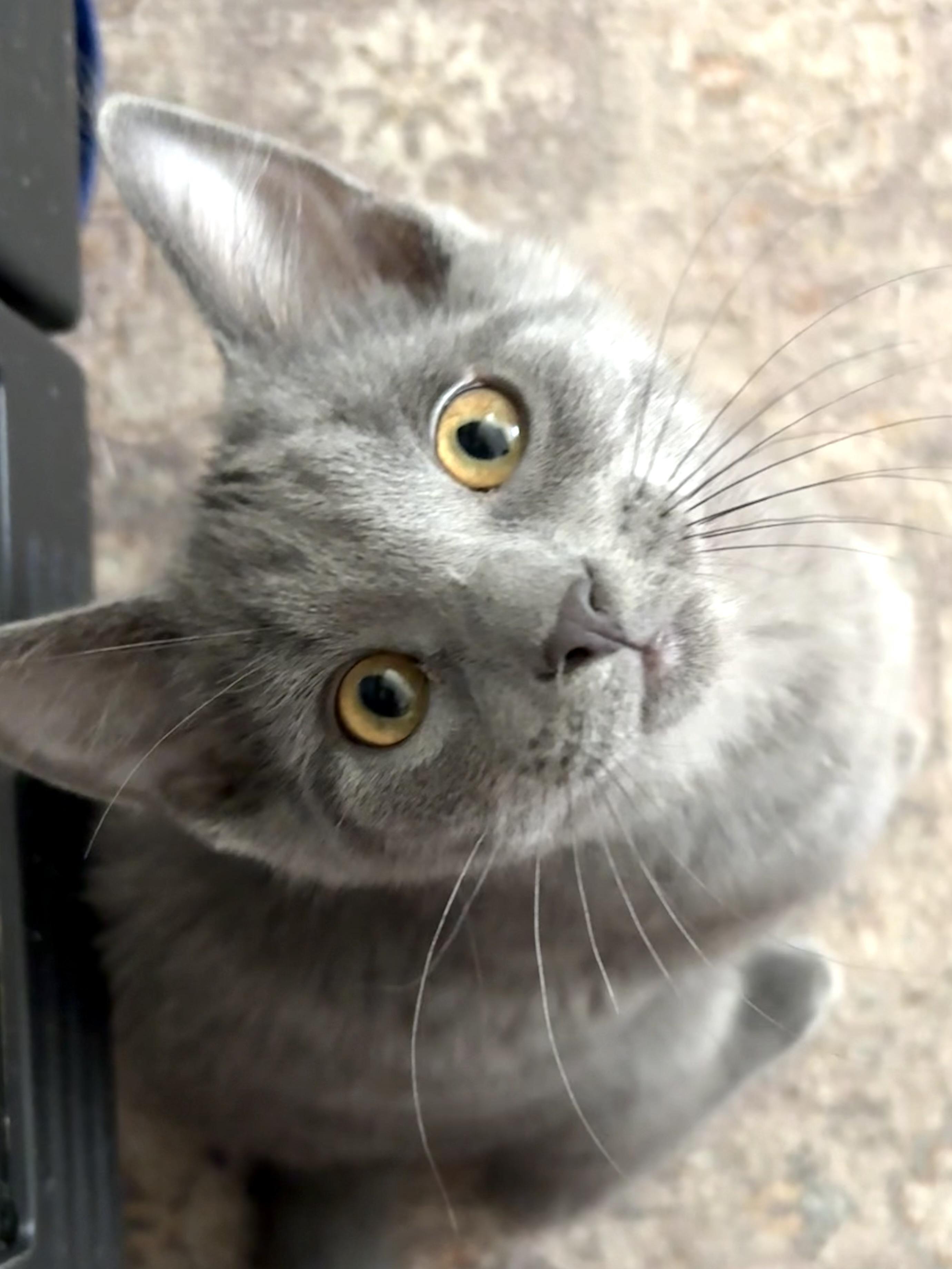 Ringo, adoptable, Kitten Male Domestic Short Hair.