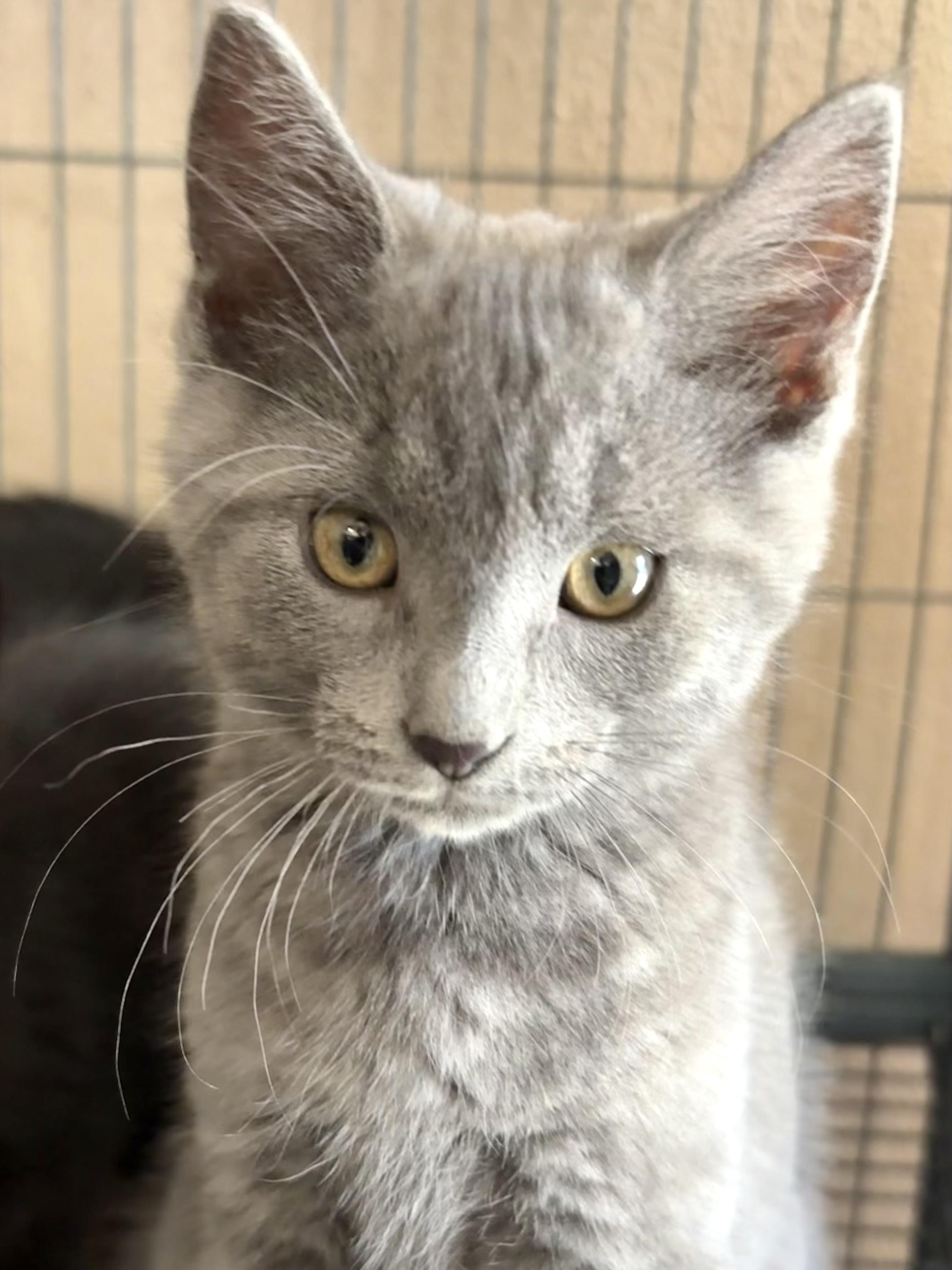 Ringo, an adoptable Domestic Short Hair in Belvidere, IL image 3/4