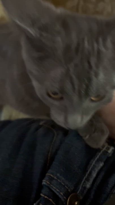 Enlarge Ringo, an adoptable Domestic Short Hair in Belvidere, IL video 5/5