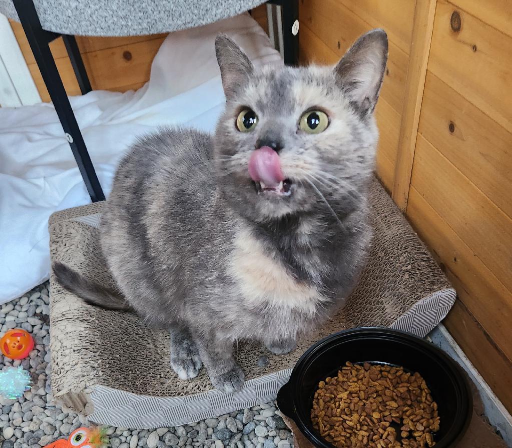 Lulu Moon, adopted, Adult Female Dilute Calico.