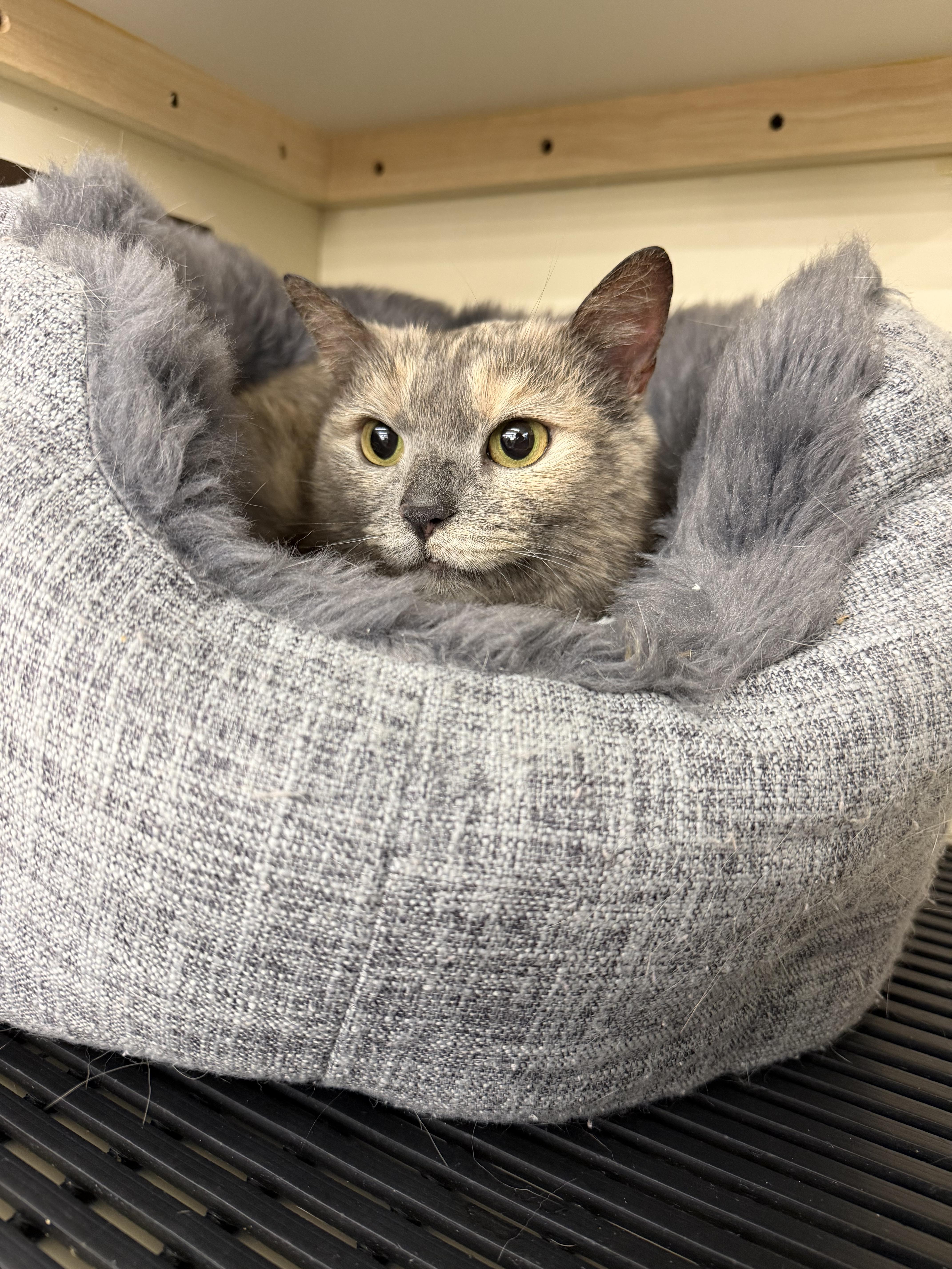 Enlarge Lulu Moon, an adopted Dilute Calico in Fairlawn, OH image 2/3