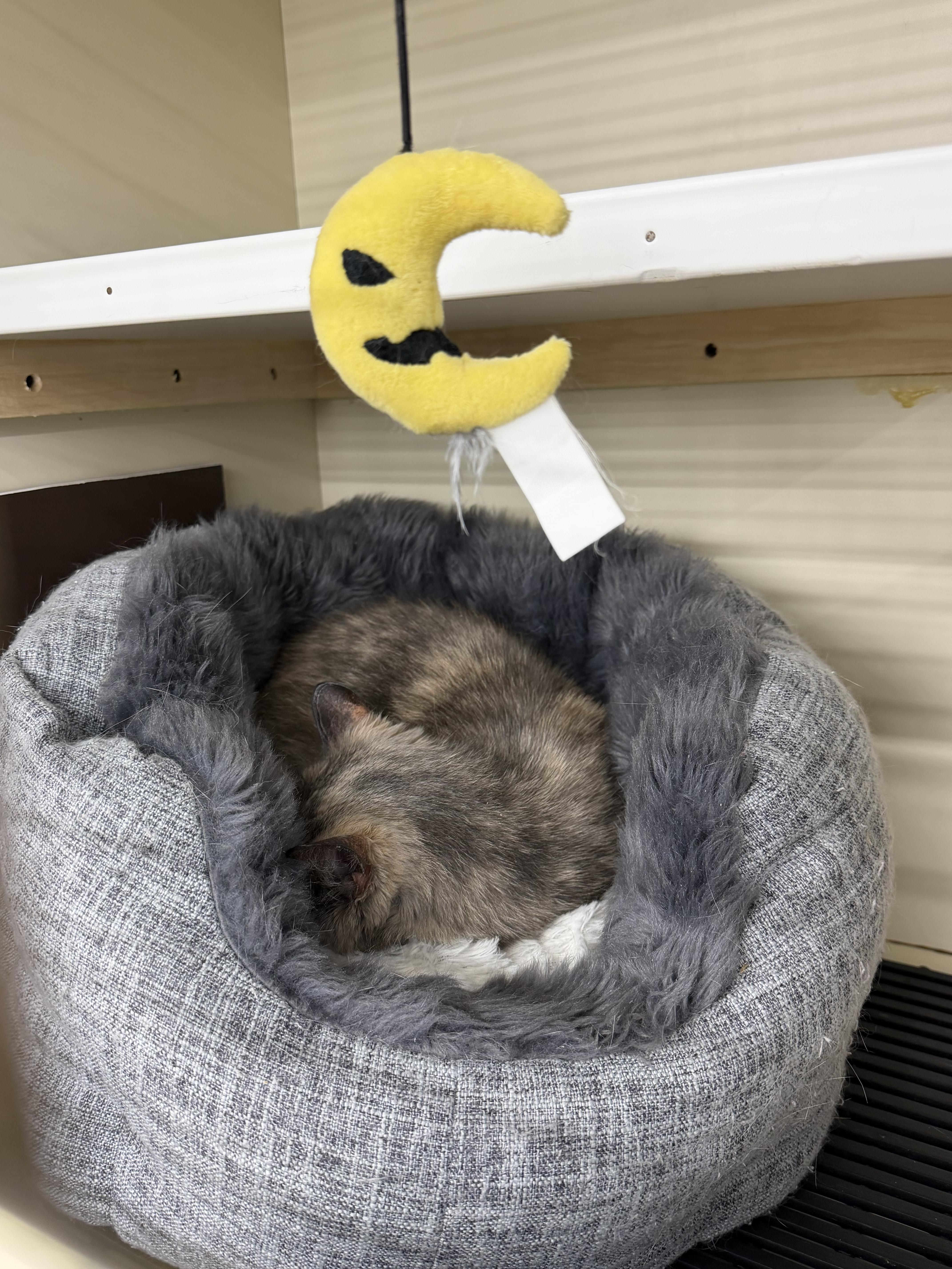 Enlarge Lulu Moon, an adopted Dilute Calico in Fairlawn, OH image 3/3