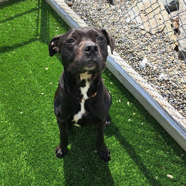 Enlarge Dorian, a Adoptable mixed breed in Binghamton, NY image 1/4