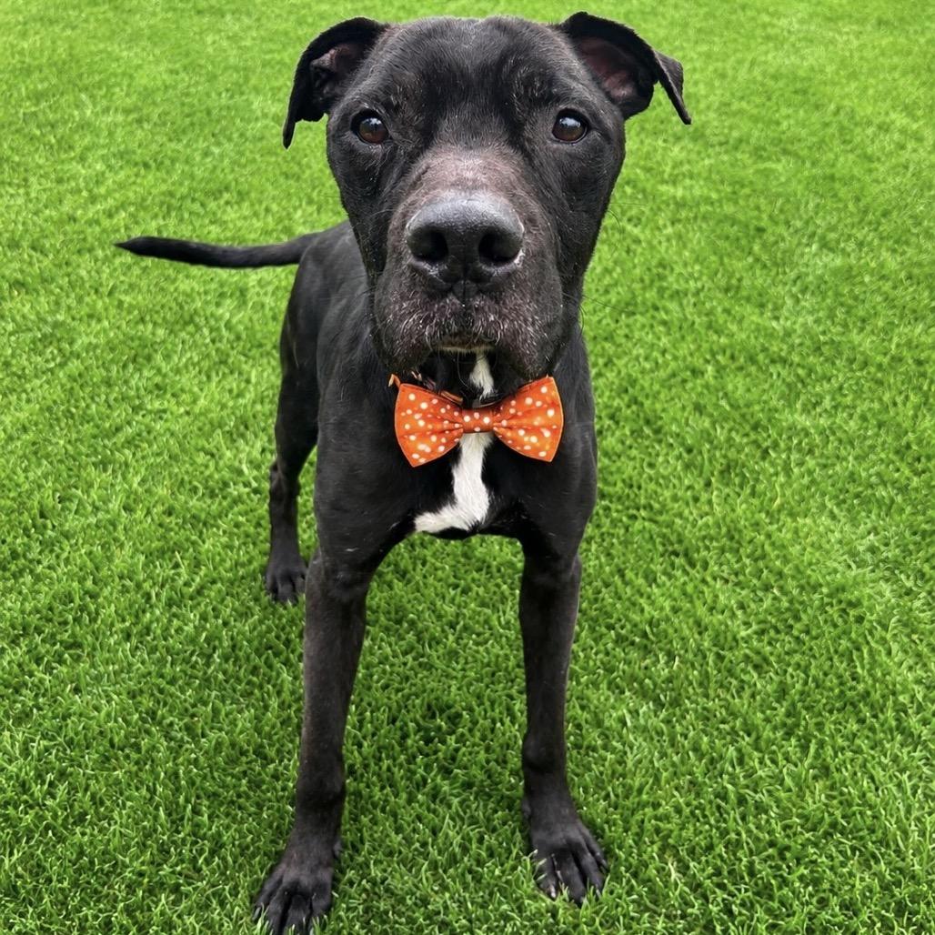 Enlarge Dorian, a Adoptable mixed breed in Binghamton, NY image 2/4
