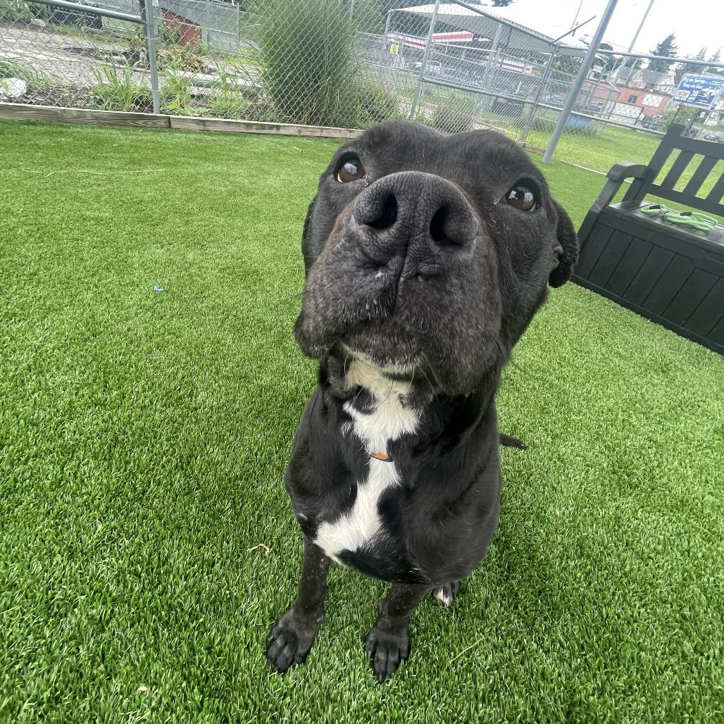 Enlarge Dorian, a Adoptable mixed breed in Binghamton, NY image 3/4
